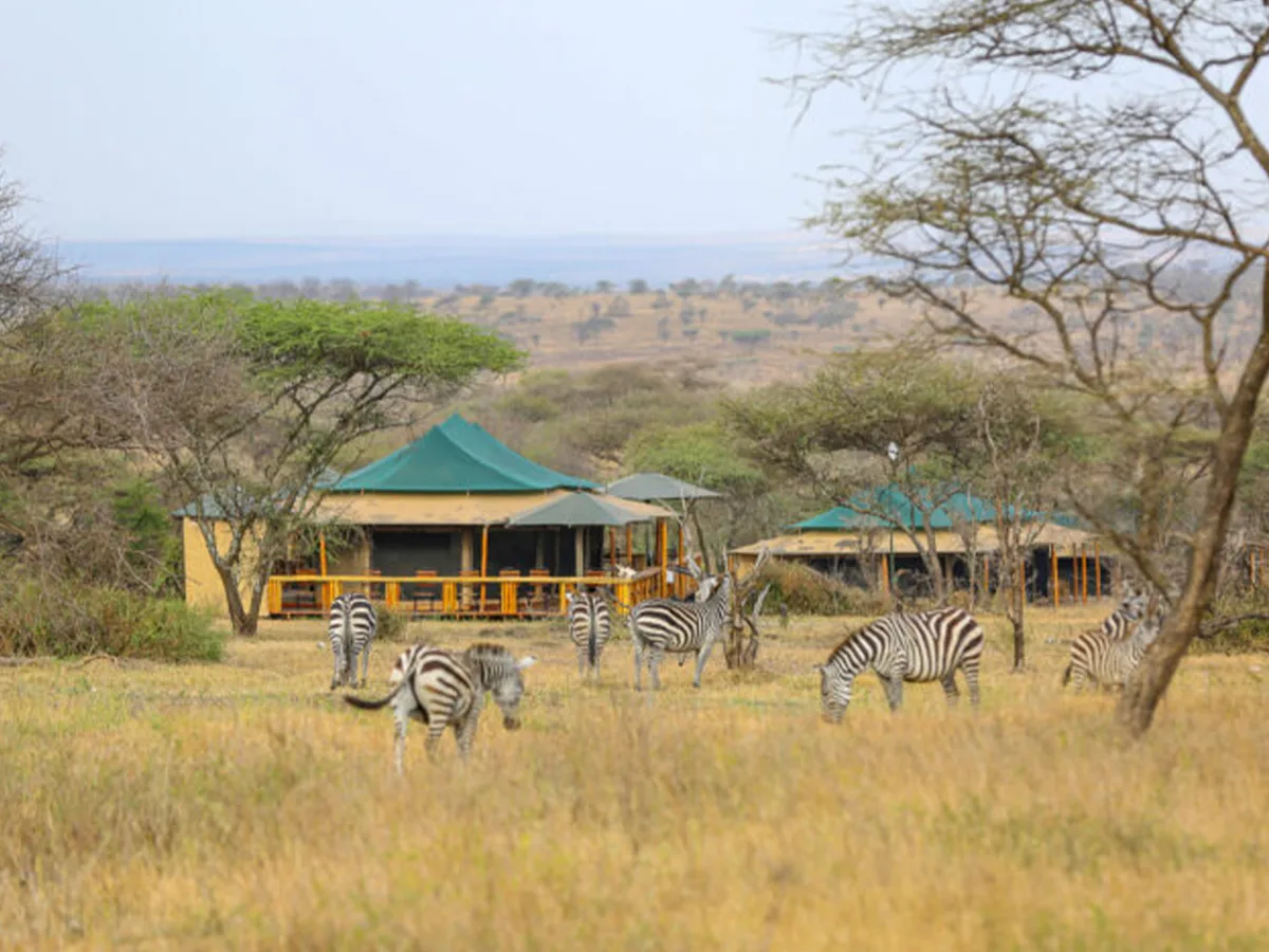 12 day luxury Northern Circuit Serengeti safari