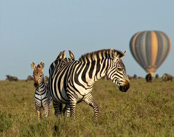 Tanzania Fly-In Luxury Migration Safari 2026