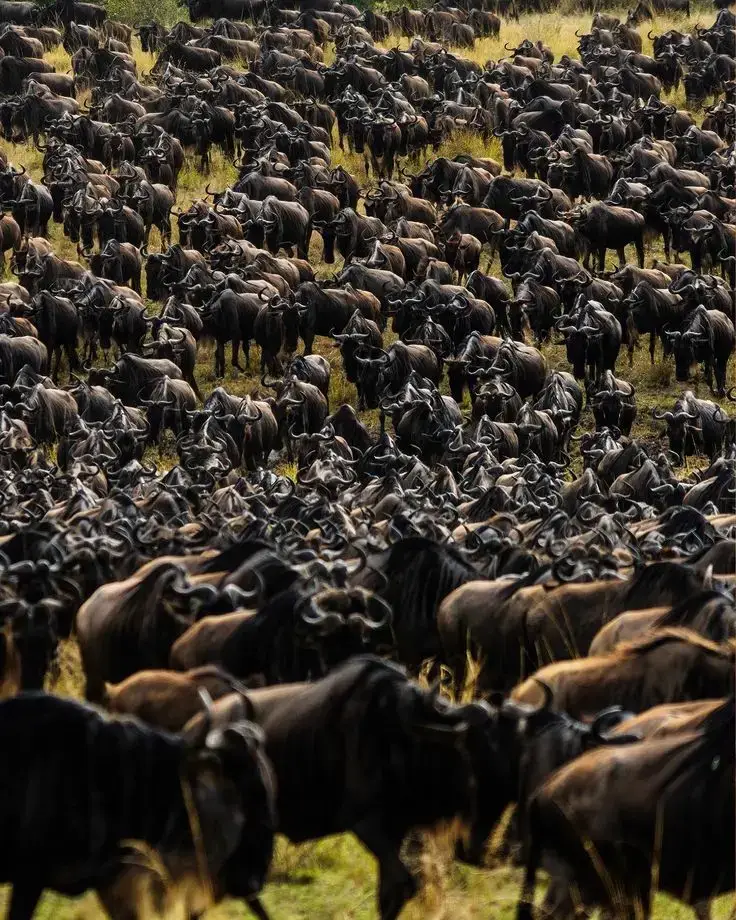 From $3500 to $5000 Wildebeest Migration 4-Day