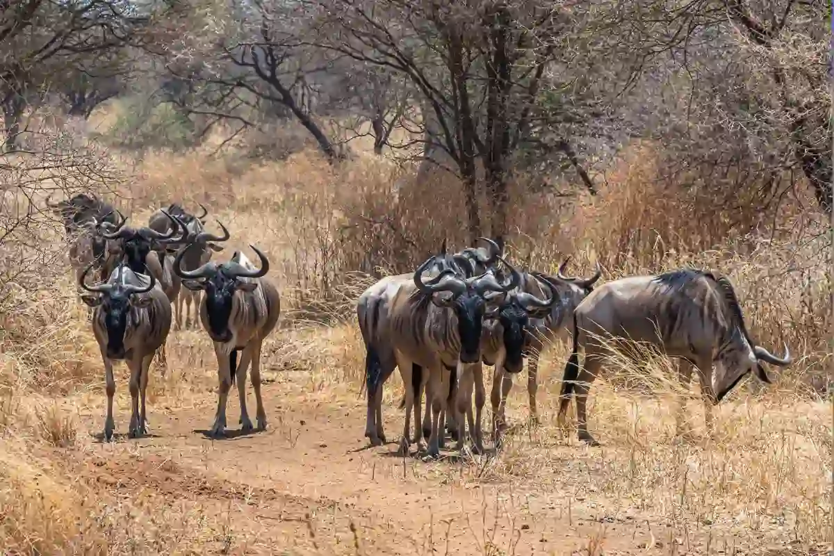 July to October Luxury Great Migration Safari $3500 | 5 Days Tanzania 2026