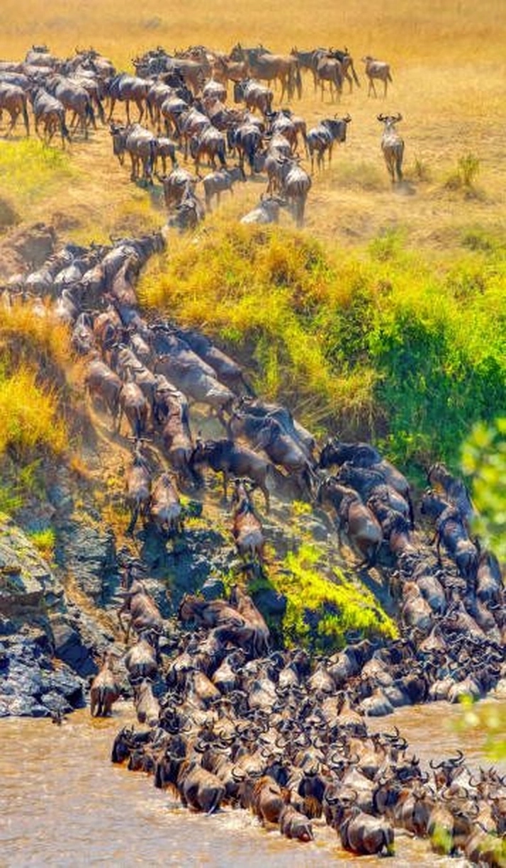4-Day Below $5000 Luxury Migration Safari