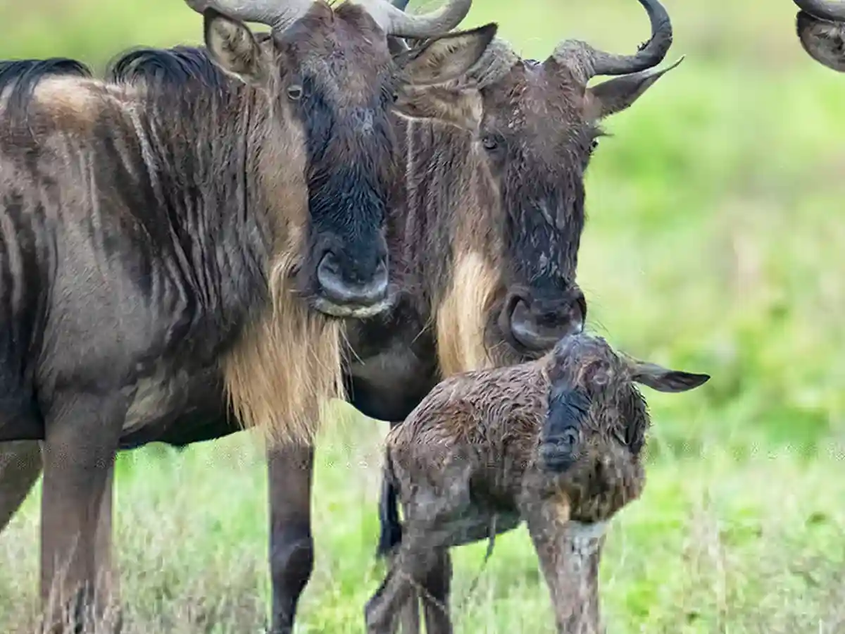 5 days private safari Ndutu region