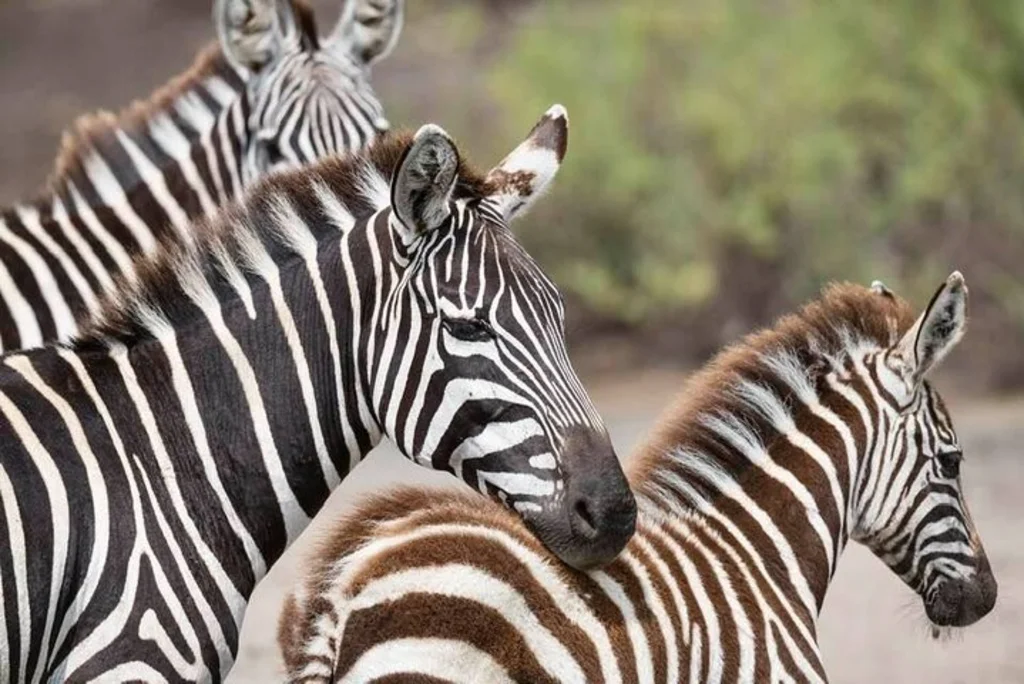 5-Day Exclusive Luxury Serengeti Migration Safari – Private Vehicle & Premium Tented Camps