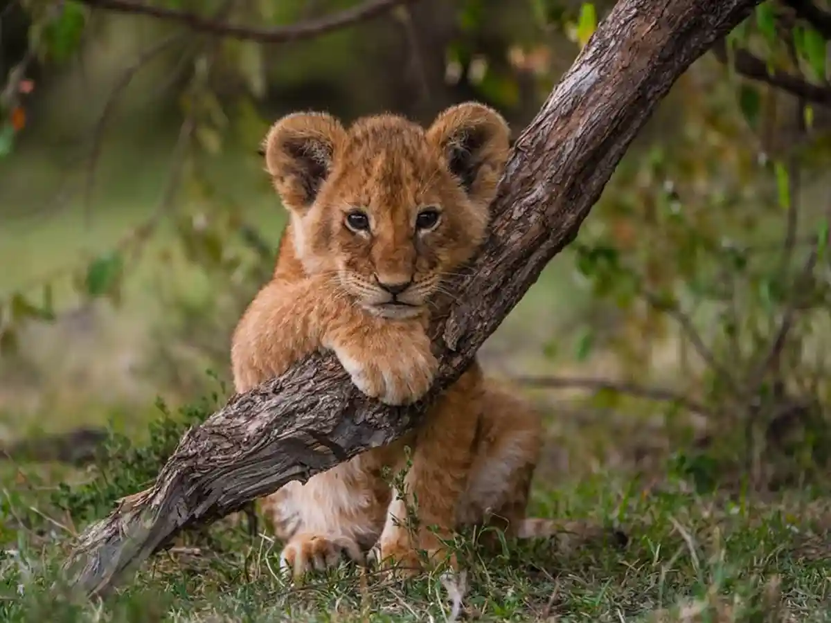 7 day luxury family safari in Tanzania