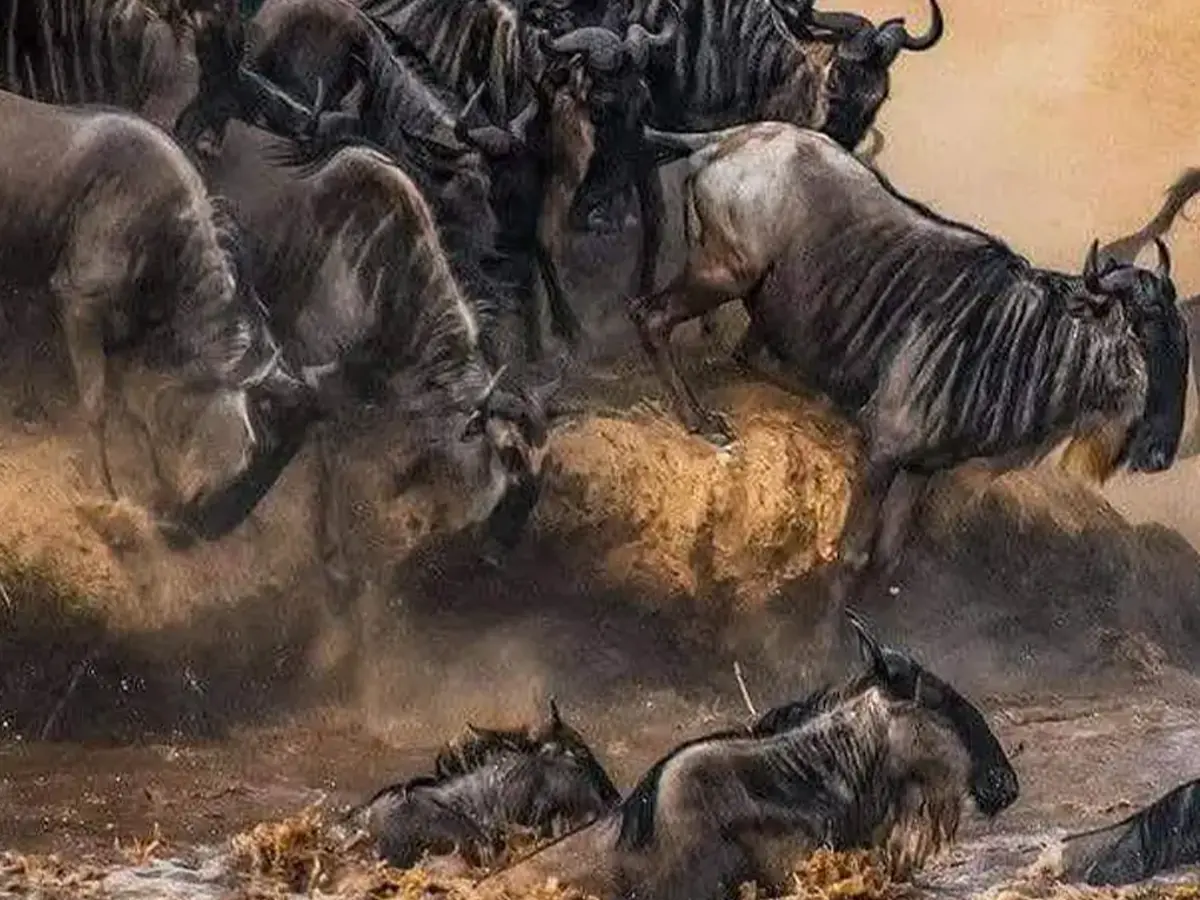 8 Days Great Migration Serengeti Safari