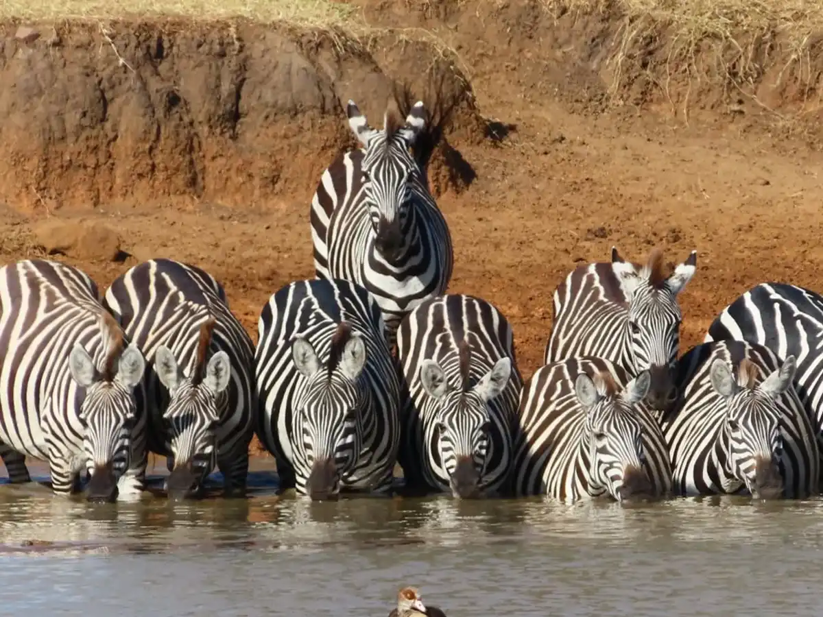 8 days wildebeest migration luxury safari