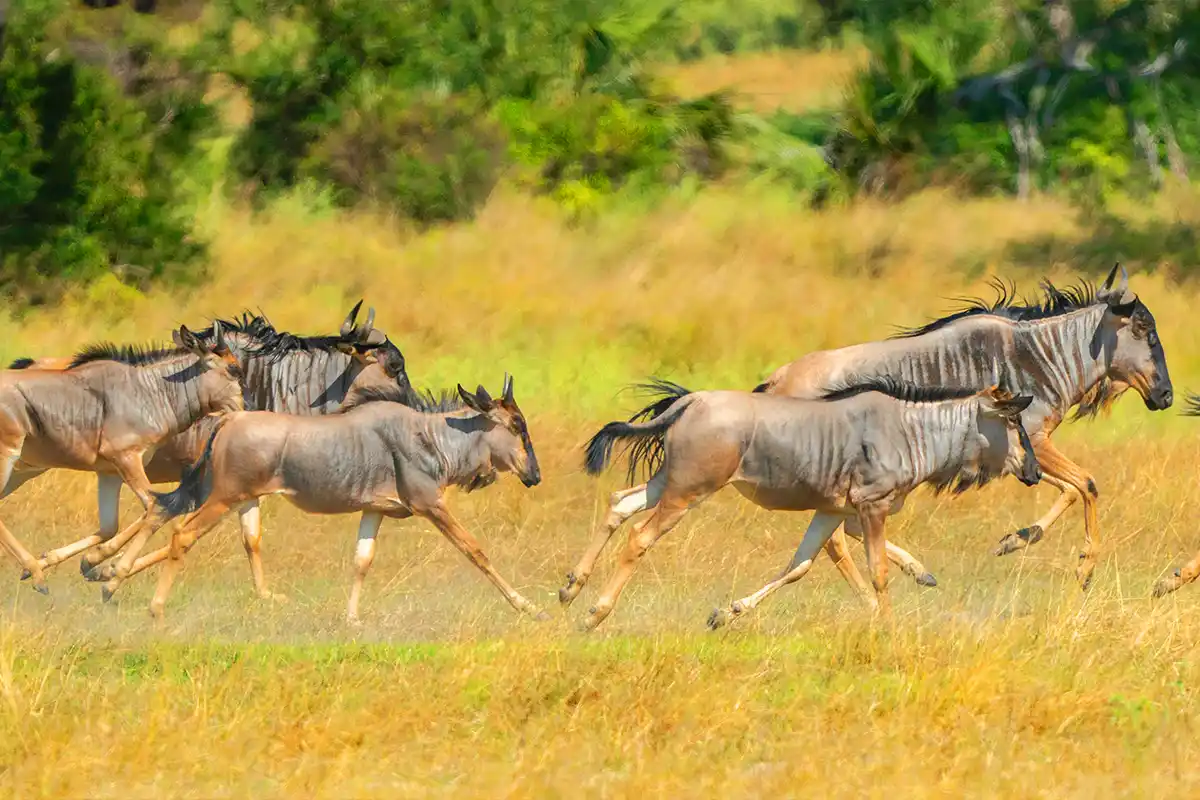 Best 4-Days Luxury Great Migration Safari Tanzania 2026 | Private Serengeti