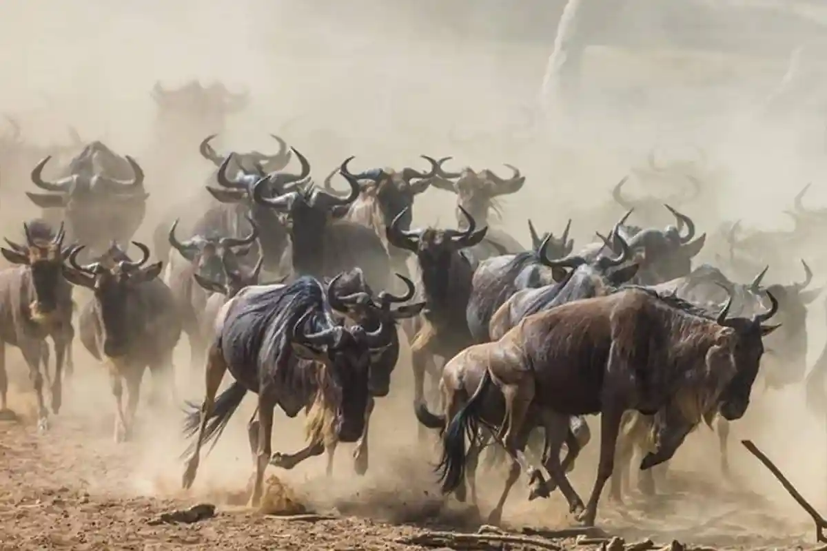 Luxury Great Migration Safaris Tanzania 2026-2027 (4-Days) | Tarangire, Serengeti & Ngorongoro
