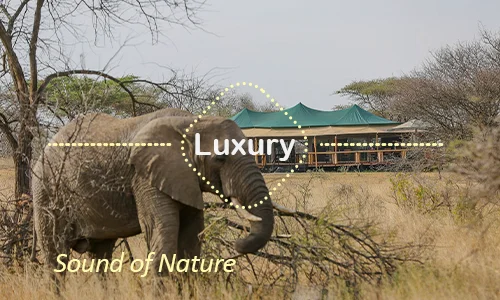 Serengeti luxury safari travel Tanzania