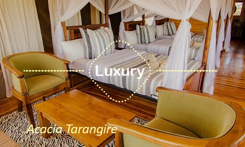 Acacia Tarangire luxury - Day 4