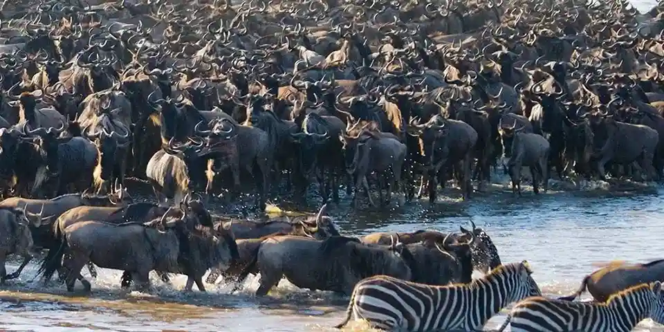 Tanzania Fly-In Luxury Migration Safari 2026 (4-Days) | Serengeti