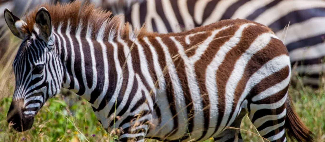 Luxury Serengeti family safari with lion and cubs