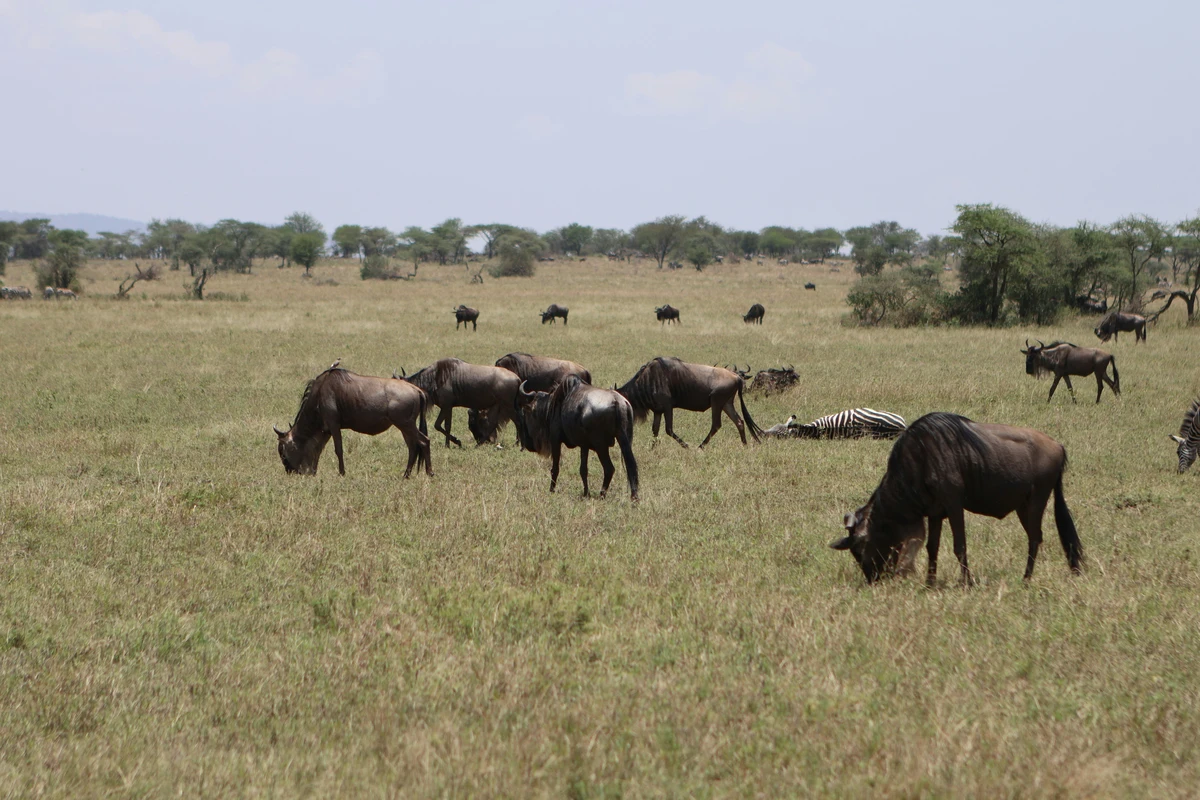 5-Day Fly‑In Luxury Migration Safari 2026 – Kogatende & Mara River (Private Guide)