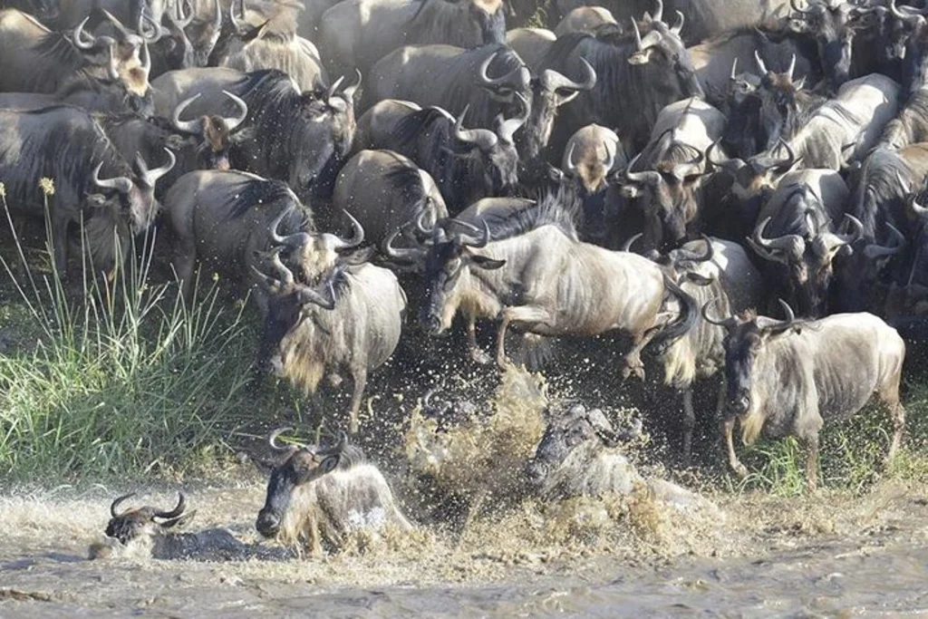 5-Day Luxury Tanzania Safari: Tarangire, Serengeti Migration & Ngorongoro Crater | Private Tours 2026