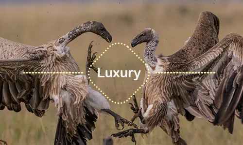 14 Days Luxury Safari with Cultural Adventure Tanzania