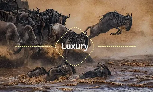 8 Days Great Migration Serengeti Safari