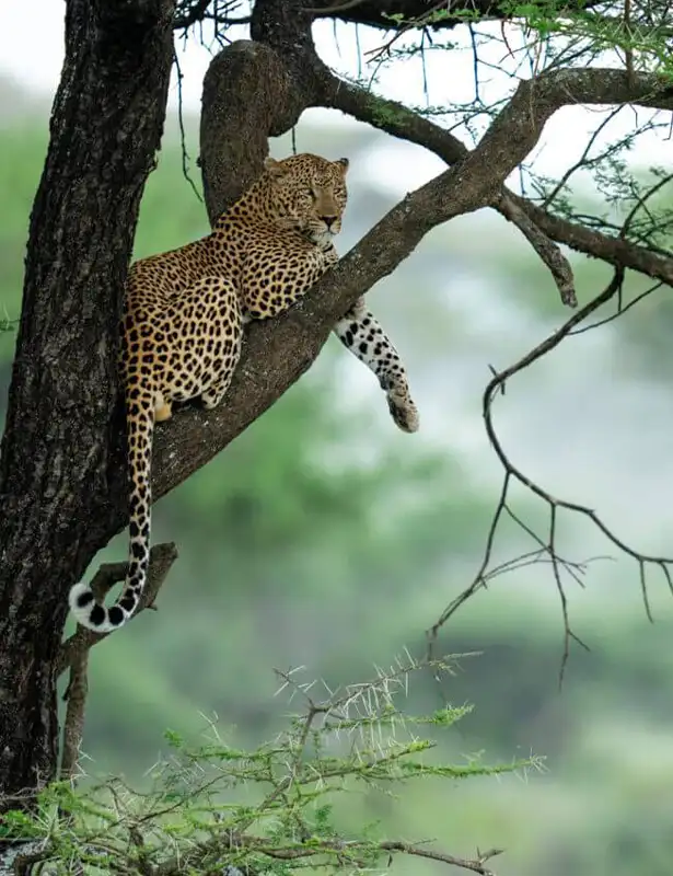 Luxury Safari Tanzania FAQs