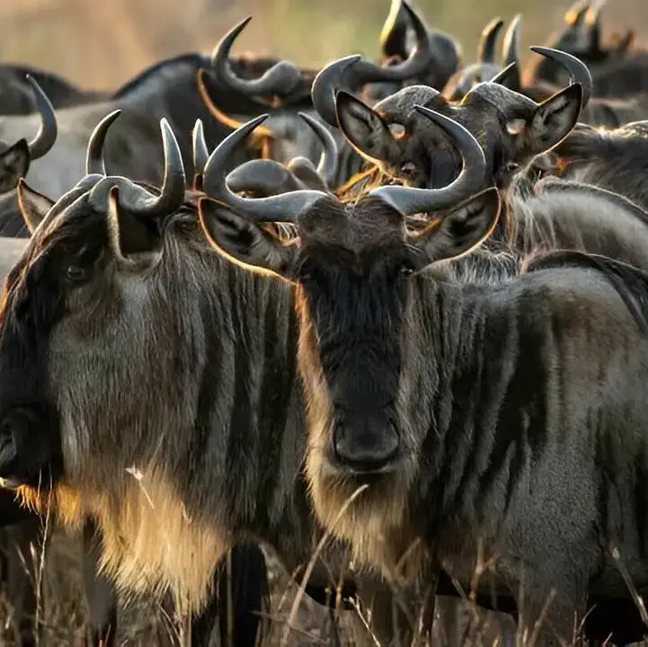 4-Day Go Luxury for $3500 in the Northern Serengeti | River Crossings Safari