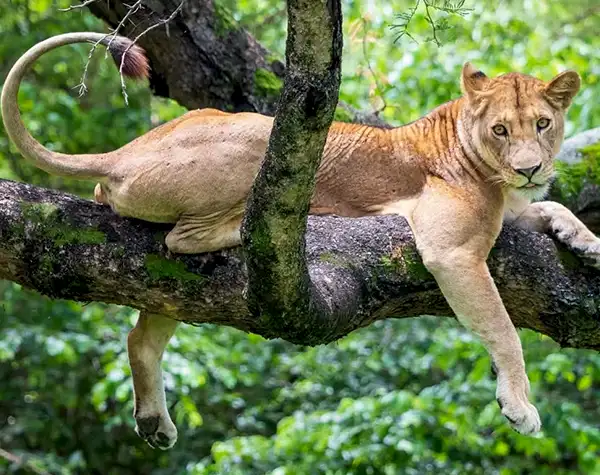 Luxury safari experience in the Serengeti