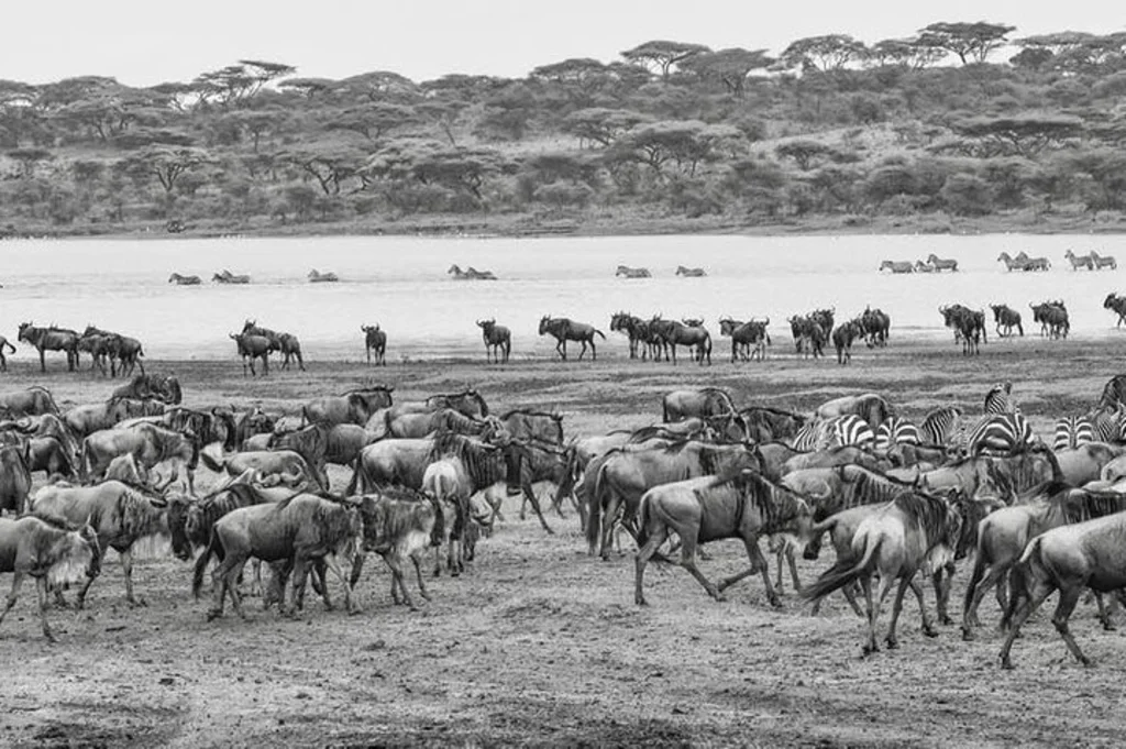 5-Day Serengeti Migration & Ngorongoro Crater Luxury Safari 2026 | Private Tanzania Tours