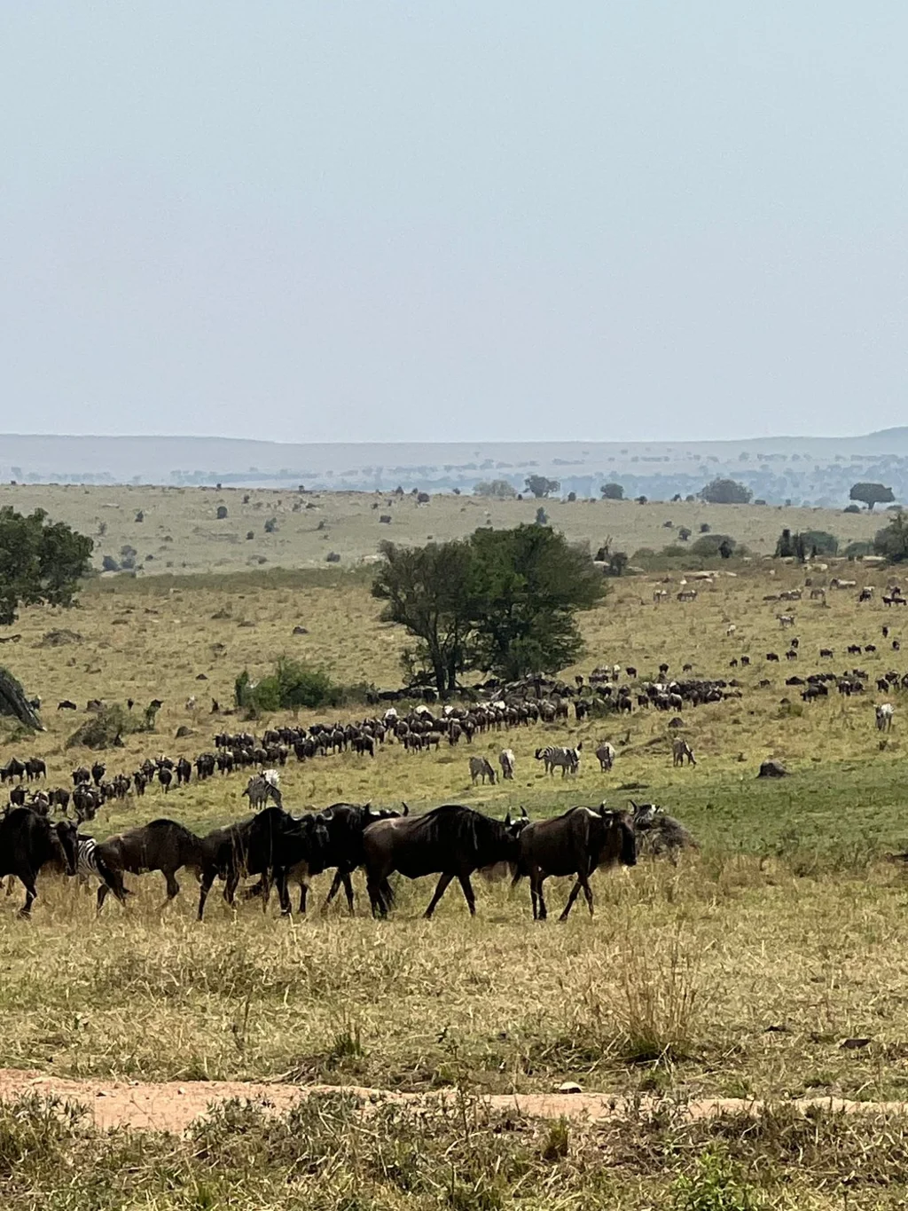 4-Days Luxury Great Migration Safari Tours 2026-2027 | Serengeti
