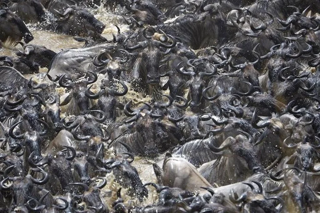 5-Day Serengeti Migration Safari: Central & Northern Zones | Private Luxury Tours 2026