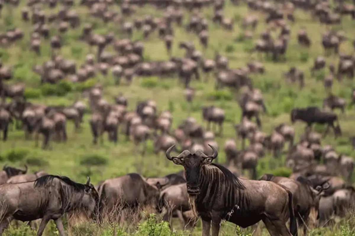 5-Day Luxury Tanzania Tour from $3000 to $5000 | Wildebeest Migration 2026
