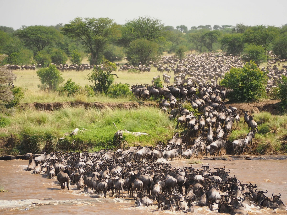 4-Days Ultra Luxury Serengeti Migration Safari 2026 | Fly-In