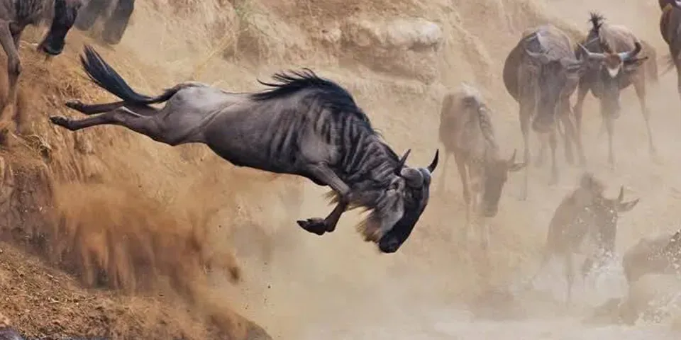 5 Days Luxury Wildebeest Migration Safari for $4000 | Tanzania Luxury Tour 2026