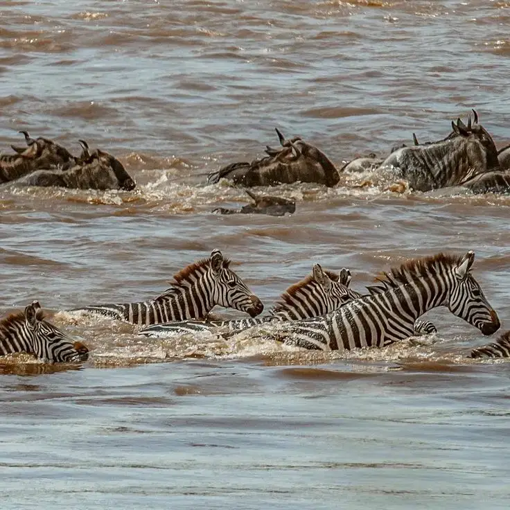 Witness the Great Wildebeest Migration Luxury Package ($4500) | 4 Days Serengeti